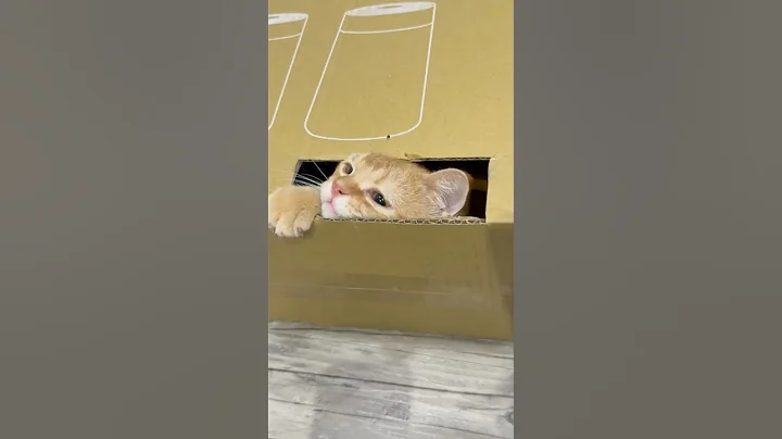 Video 11450471: munchkin cat kitten