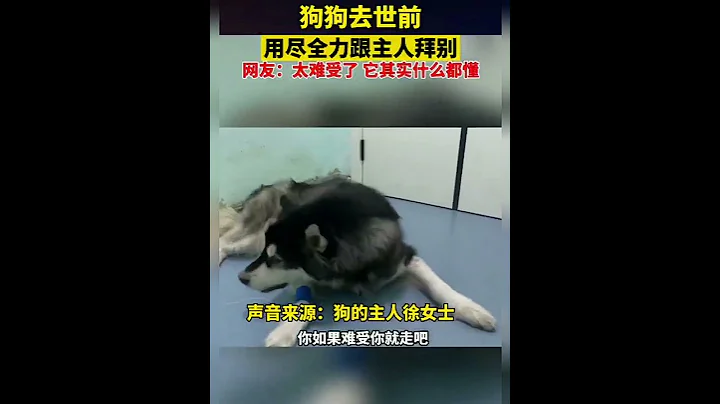 狗狗去世前，用尽全力跟主人道别。网友：其实它什么都懂。 - 天天要闻