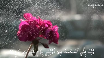 تلاوة من سورة إبراهيم يتلوها القارئ امجد الزهيري في جامع الصراط المستقيم...