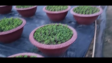 Bông cúc đại đóa tết 2025#ToanNguyen