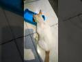 Yang pake baju item #cat #funny #imut #cute #hiburansegar