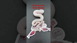 All white pied ball python #shorts