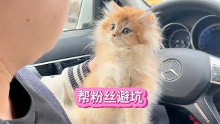 给粉丝找的猫本来是可以赚很多但我还是拒绝~我与猫的故事【大熊玩猫】