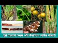 फंगस और बैक्टेरिया में अंतर। Difference plant Fungus & Bacteria