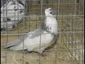 В Воронеж слетелись голуби со всего мира