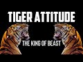 Tiger attitude  5 attitudes of tiger  best motivational power of tiger attitude