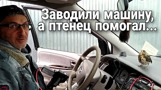 Заводим автомобиль вместе с птенцом!