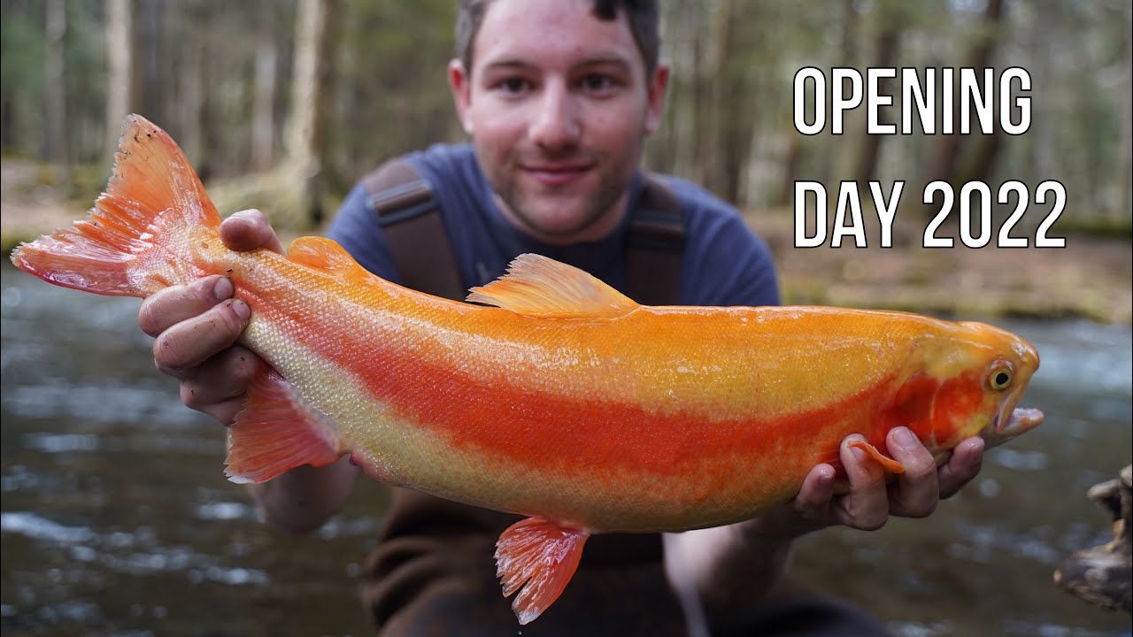 PA Opening Day Trout Fishing 2022! (Giant Golden Rainbow) YouTube