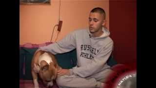 Natura Americki Stafordski Terijer