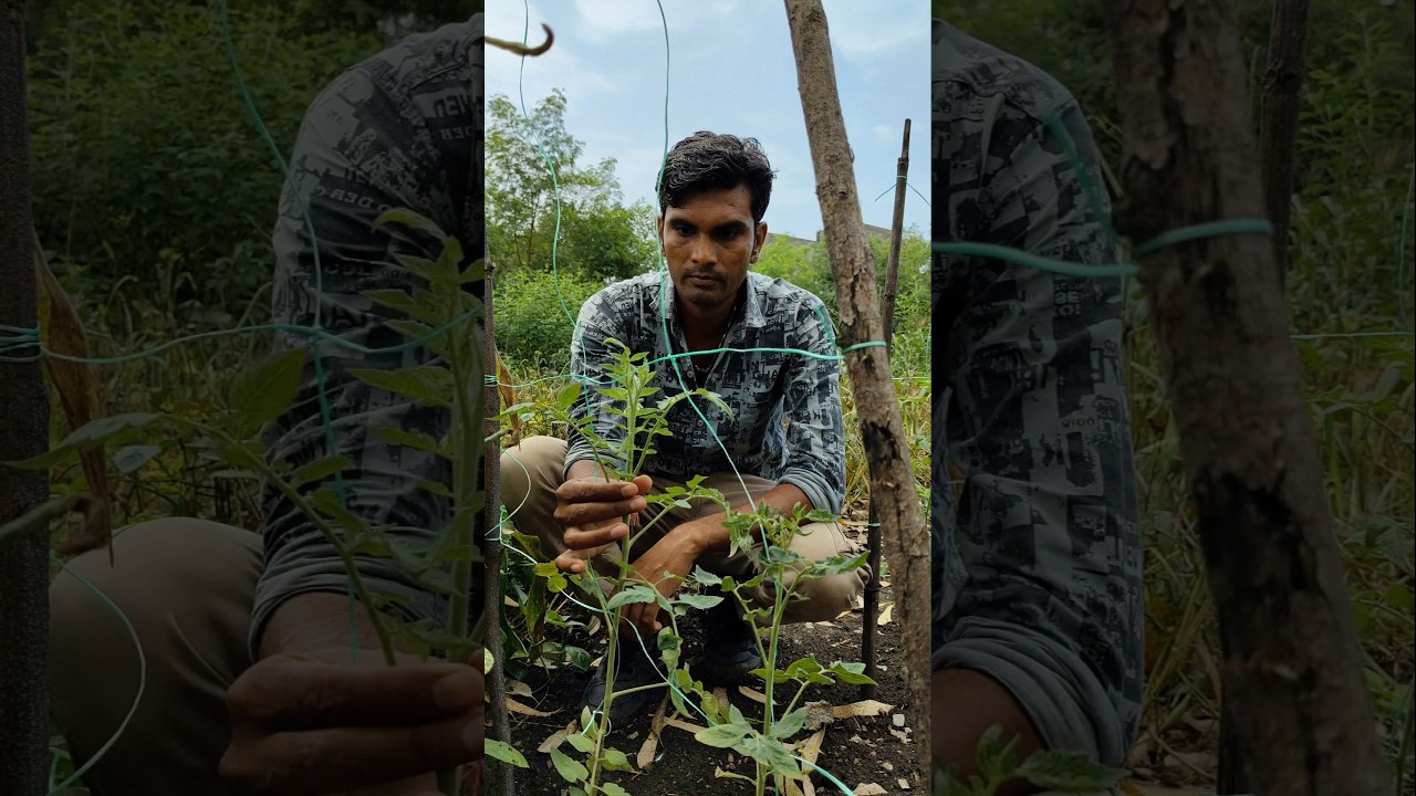 The tomato plants have grown so much 