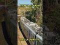 Coradia Stream face show la halta Carpati #trainspotting #railway #rail #train #railroad #travel