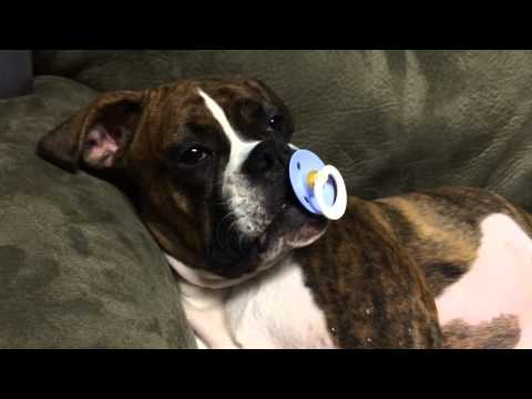 Princess Leia loves her pacifier.