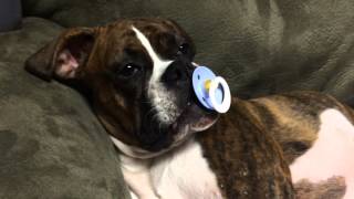 Princess Leia loves her pacifier.