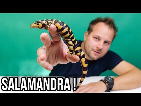 Wideo: Czy powinienem karmić moją salamandrę?