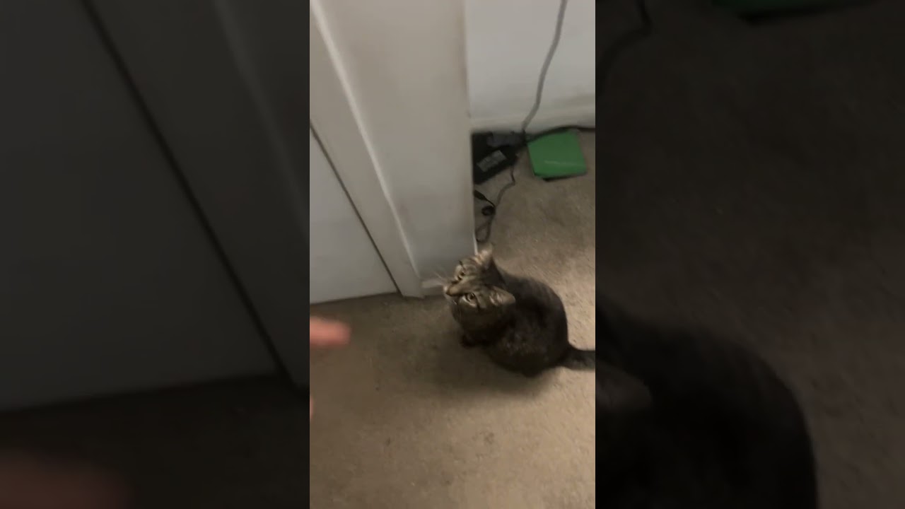 Java needs to start doing her chores 