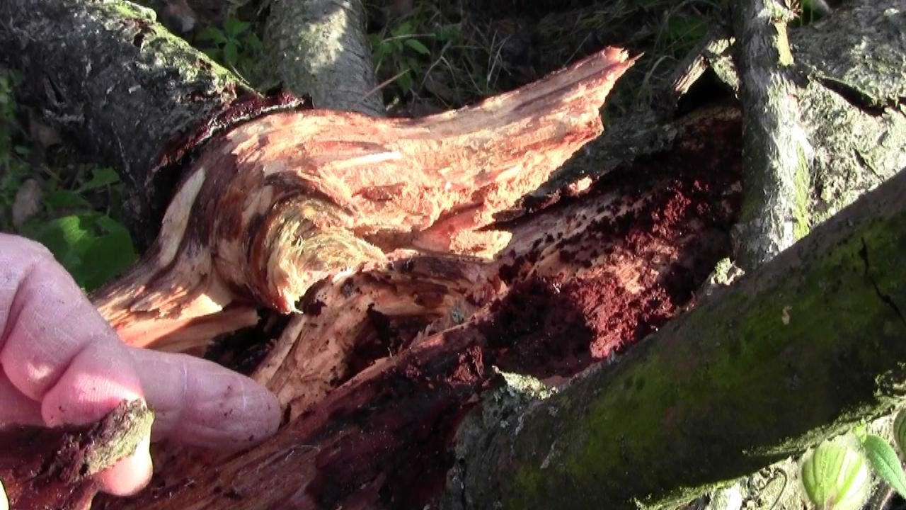 CONIFERE: come utilizzarle al meglio - Diario del Campo Base