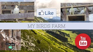 My Birds Farm || Sp Bird House || Fahad Sp Vlog