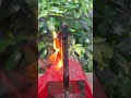 Drill Bit Hack: Tape Cleared! 🛠️⚡#Woodworking #DIYHacks #LifeHacks #CraftyNukkad #ShortsViral
