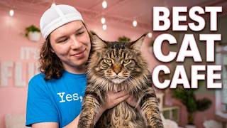 Florida Cat Cafe Adventure Giant Maine Coons