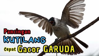 Download Lagu Pancingan Kutilang Agar Cepat Bunyi Garuda #kutilang #pancingankutilang #kutilanggacor MP3 Download Lagu Pancingan Kutilang Agar Cepat Bunyi Garuda #kutilang #pancingankutilang #kutilanggacor MP3