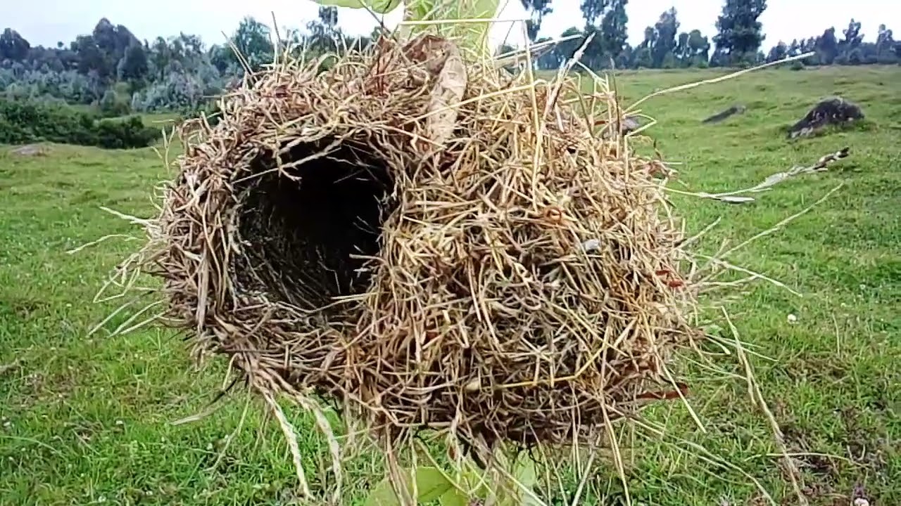 Ngiri ibanga Ry'Abakire bakoresha mu bucuruzi maze bakaba ba Millionaire🙏🙏🖕