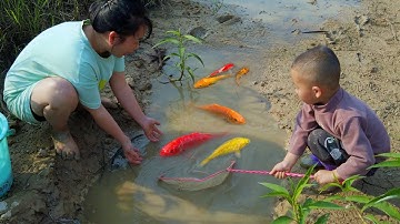 Bắt cá cảnh nước ngọt tuyệt đẹp trong ao nhỏ, cá bảy màu, cá Koi, cá chép #cávàng #fishing