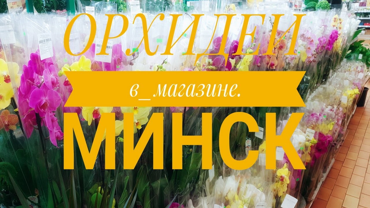 Орхидея В Магазинах Минска Акции