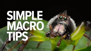 Simple Macro Photography Tips | Things I Wish I Knew When Starting