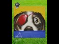 Vincenzo Marino e Capitan Birba a Livorno per la mostra Sei un cane! alla Melograno Art Gallery