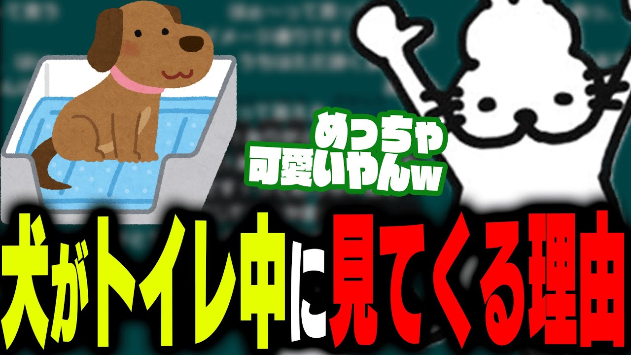 「犬のトイレ中に目が合う理由」で爆笑するドコムス達【ドコムス雑談切り抜き】