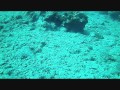 Freediving to a marine sponge at the island of kalymnos greece