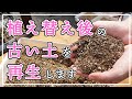 【多肉植物】植え替えで出た土！再生させてみます！