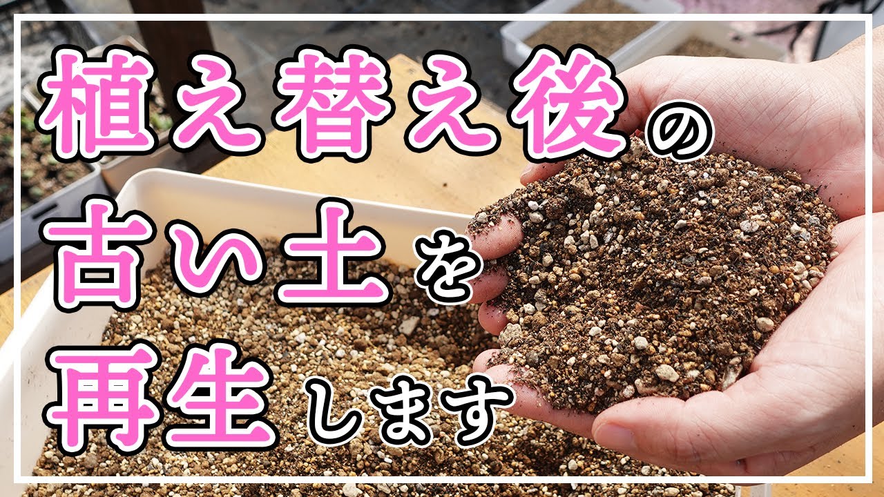 多肉植物 植え替えで出た土 再生させてみます Youtube