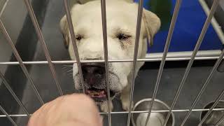 acs A673374