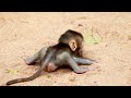 Mother Monkey&#39;s Action No Reason For Her Baby Stay Alone