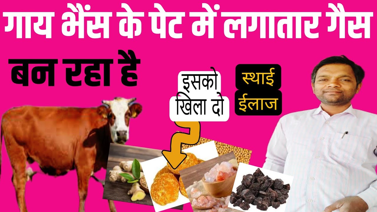 गाय भैंस के पेट में लगातार गैस बन रहा है|| Manjhi Veterinary|| Dr Amit Manjhi