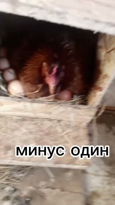 копилю на квадрик день 11#shorts #деньги #квадрик #лето #копить #дача ...