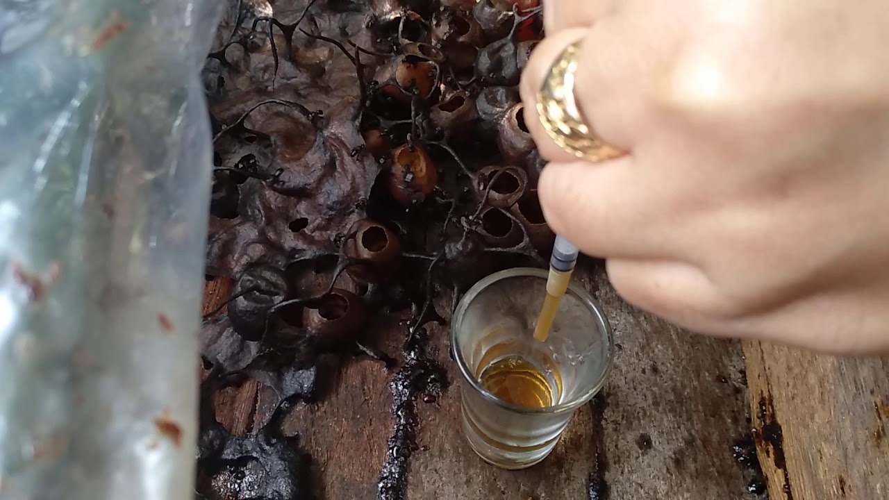 Ternak madu klanceng/kelulut (trigona) 