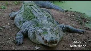 Miniatura del video "cocodrilos y caimanes"