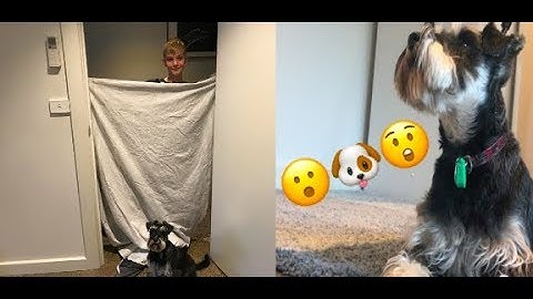 WHAT THE FLUFF CHALLENGE - Miniature Schnauzer || JDProductions [CC]