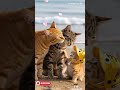 Ref:RJMg4YIH2DU   bich campaign singh gin day a cute family story with kitty#catmummy #aivideo