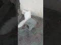 قطة شيراز