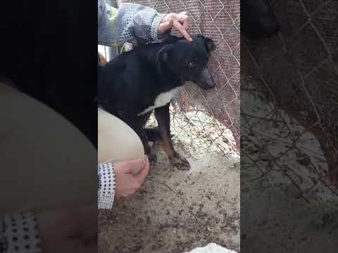 Joey sucht ein sehr geduldiges Zuhause