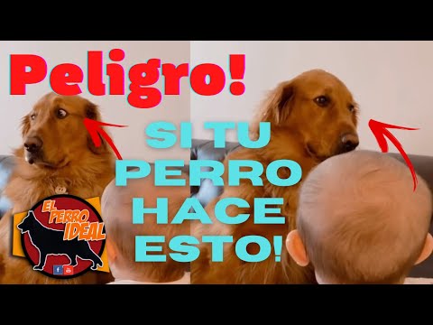 Video: Entender la respuesta de estrés de un perro