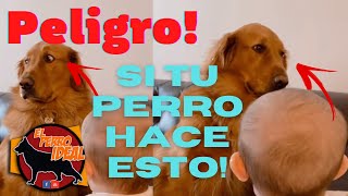 Aprende a leer a tu perro -  Señales de Estrés en los perros Reconoce el peligro by Elperroideal 6,896 views 1 year ago 4 minutes, 47 seconds