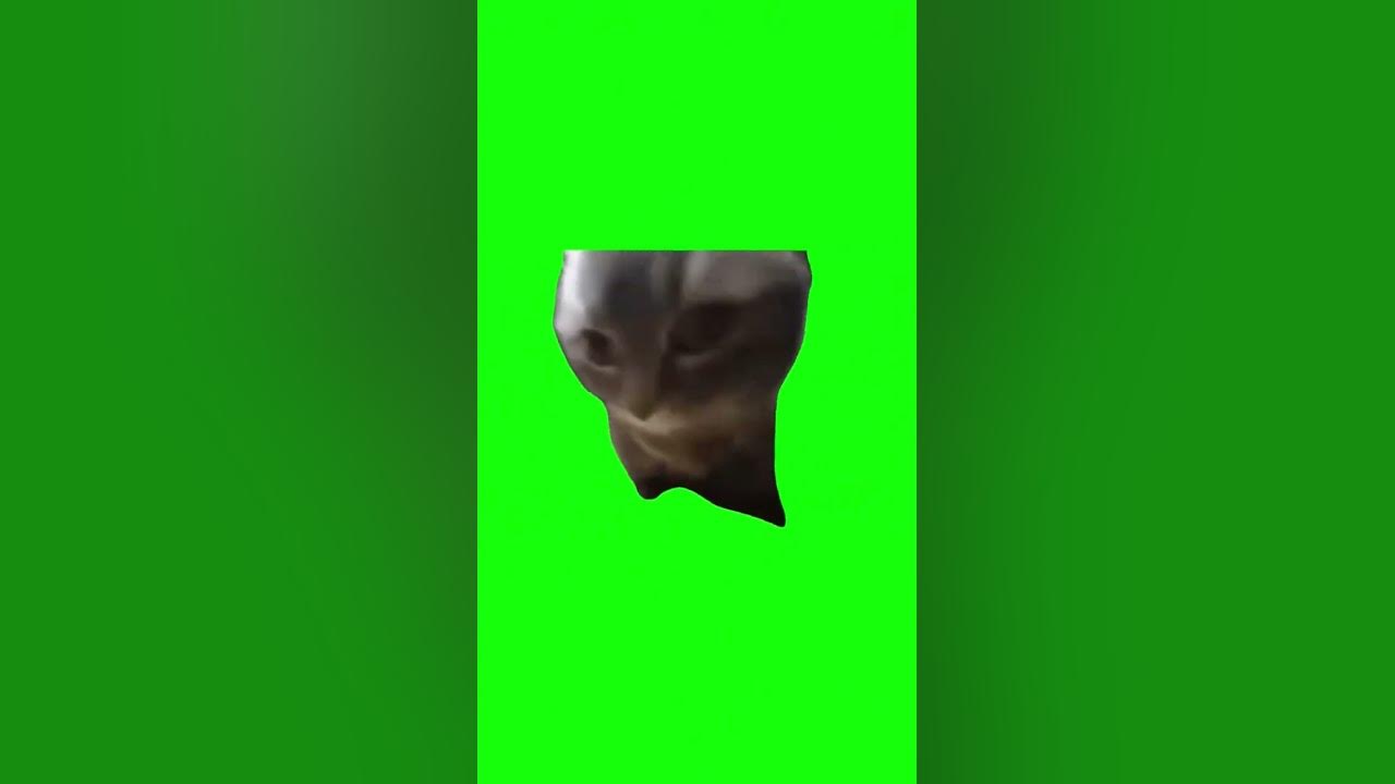 Мем с котом чапа чапа