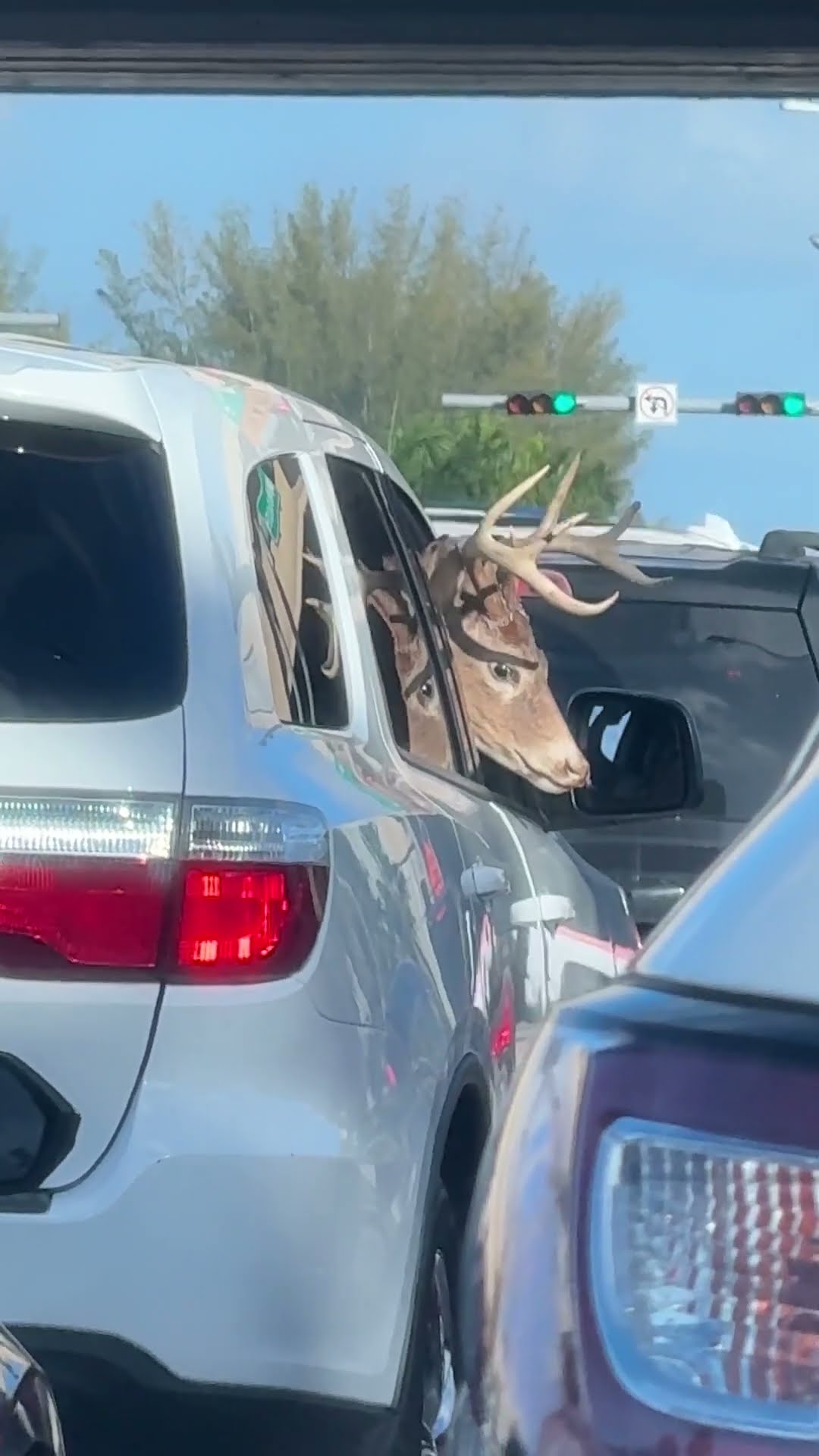 Deer Takes A Ride On Passenger Side || ViralHog