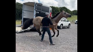 Its life or death! Horse wont load! How can i help??