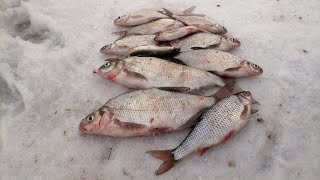 Ловля плотвы и подлещика на Финском заливе. Зимняя рыбалка.