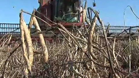 Como é feita a colheita de feijão?